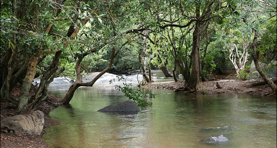 Wayanad-Coorg Students Tour Package